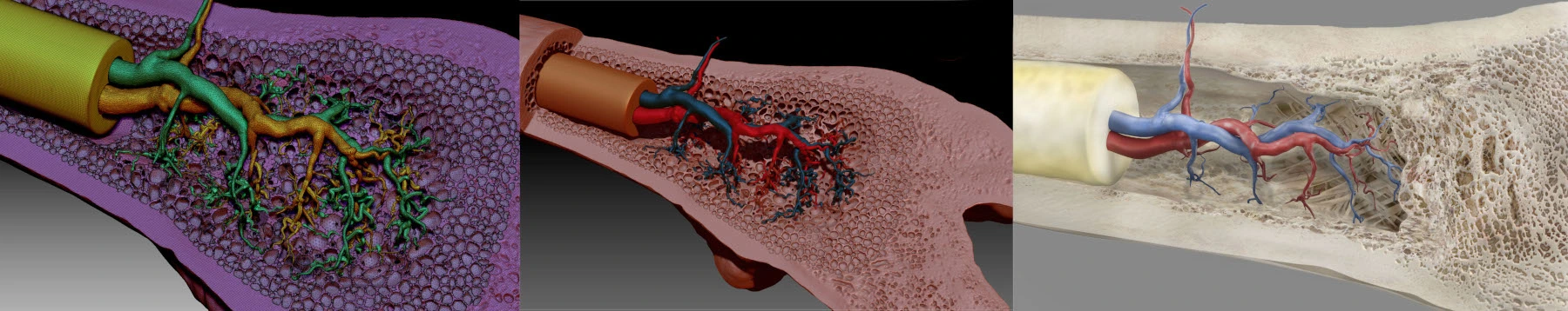 3D illustrated image of bone marrow